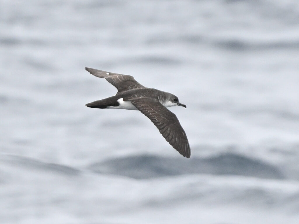 Fig. 3 Off Chichi jima, Ogasawara islands. Feb. 20 2023.