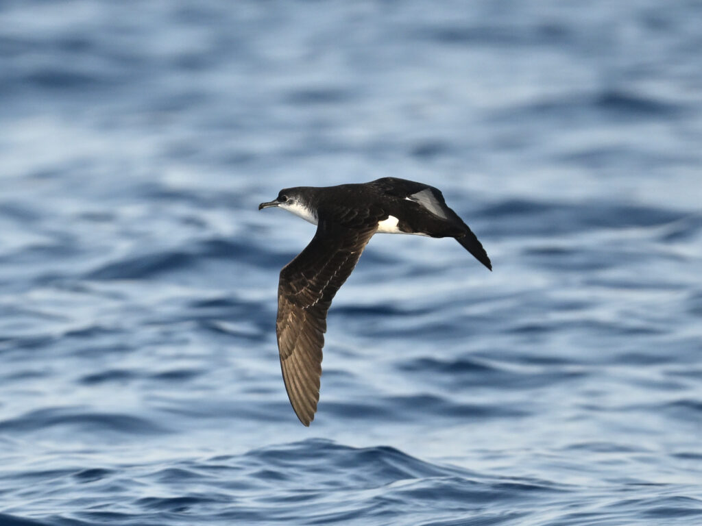 Fig. 3 Off Chichi jima, Ogasawara islands. Mar. 27 2025.