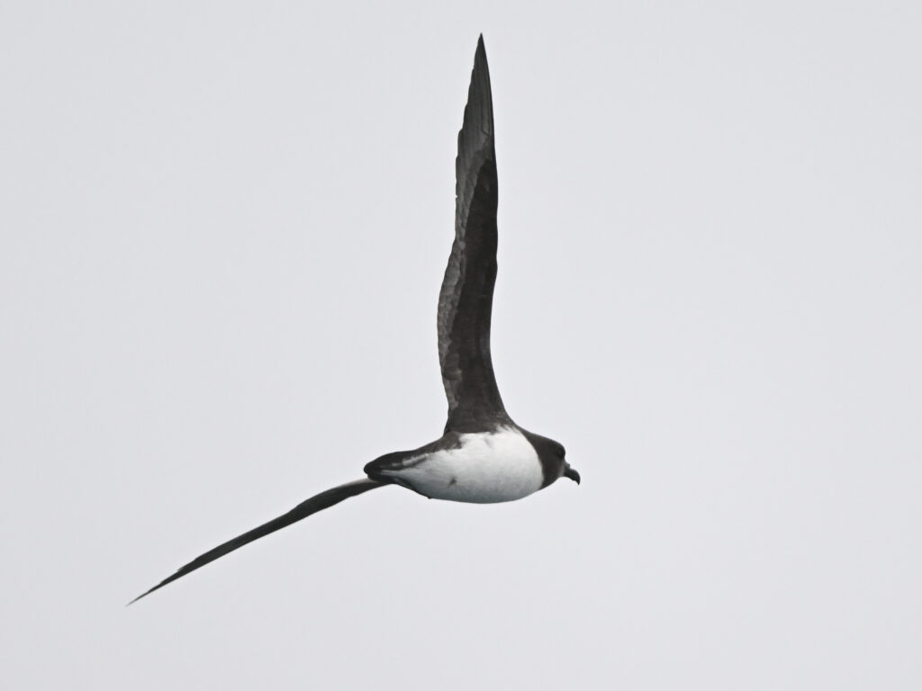 18 Dec. 2022. Off Chatham Islands.